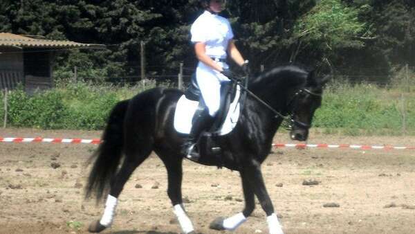 Stage d'équitation aux Murettes