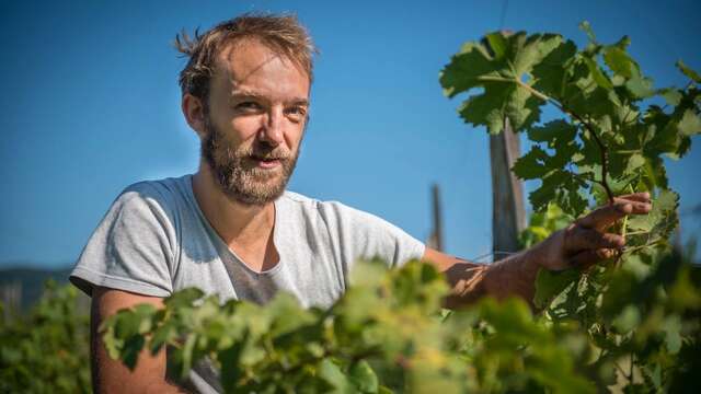 Wine sales Sébastien Bénard Vigneron Les Alpins