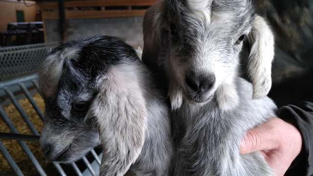 Visit to the sheep farm ‘Au rythme du troupeau’ in Les Plans d'Hotonnes