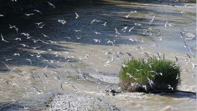 Exposition - "Natur'ailes"