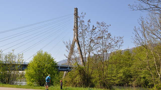 Pont à haubans
