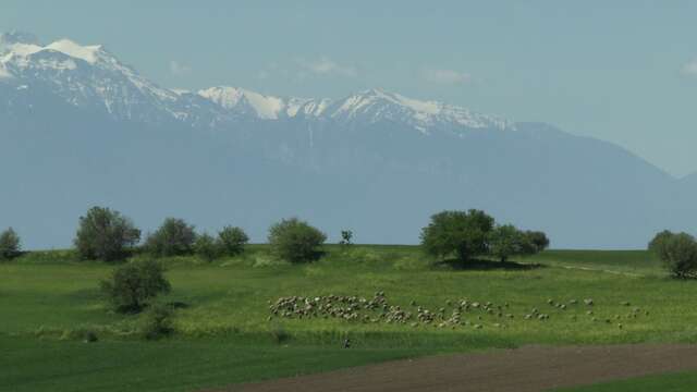 Étape de création Ludovic Hadjeras - Transhumance