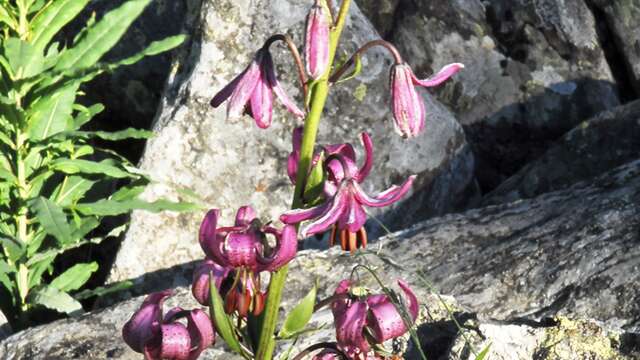 PR032 Sentiers botanique de Salettes