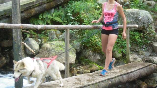 A la découverte du monde des chiens polaires