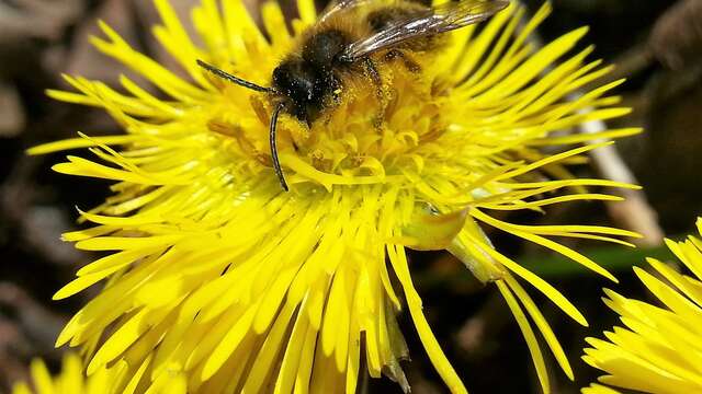Atelier - Le monde merveilleux des abeilles