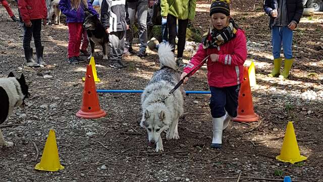 A la rencontre des Chiens Nordiques : Cani-balade et/ou agility avec les chiens de traîneaux