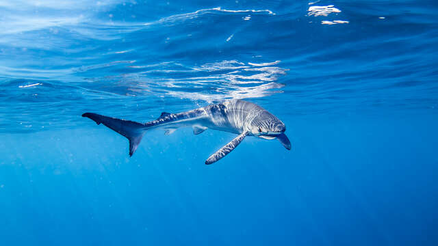 Point rencontre : Les requins en Méditerranée (Porquerolles)
