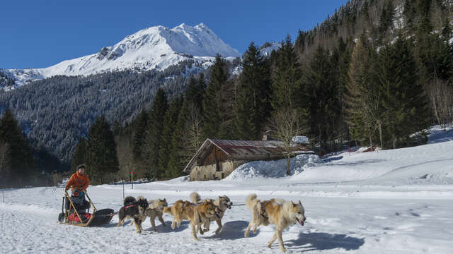 Baptême de chiens de traineau