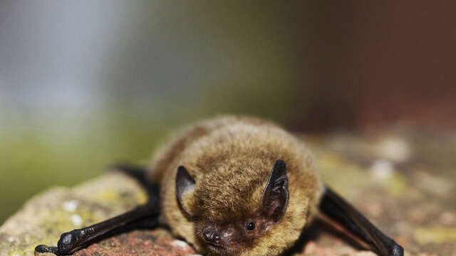 Quand la nuit s’anime : à la découverte des chauves-souris