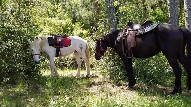 Promenade à cheval & poney - Ecuries de Sandalphon