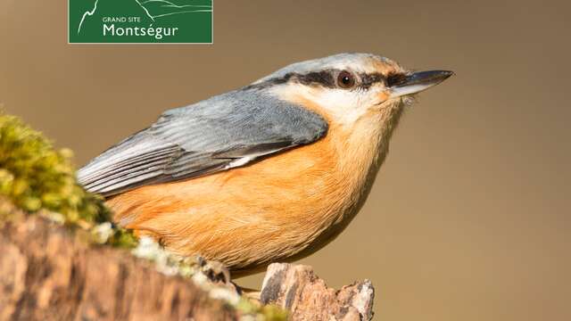 Les oiseaux en hiver