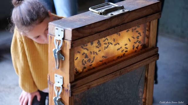 A la découverte des abeilles