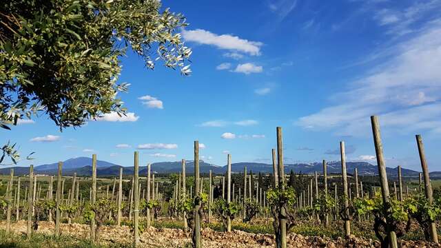 Cellar tour - Domaine Rabasse Charavin