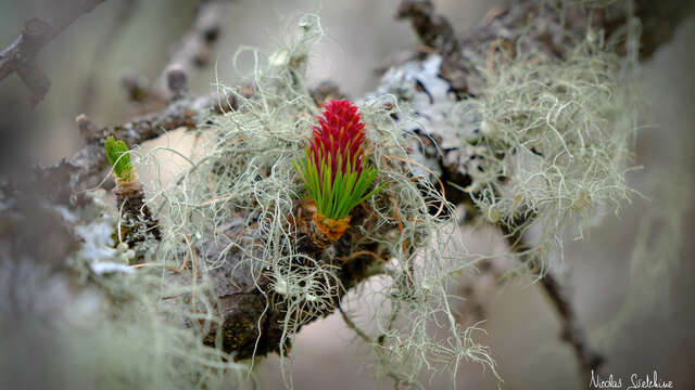 Nicolas SVETCHINE - Photographie Nature