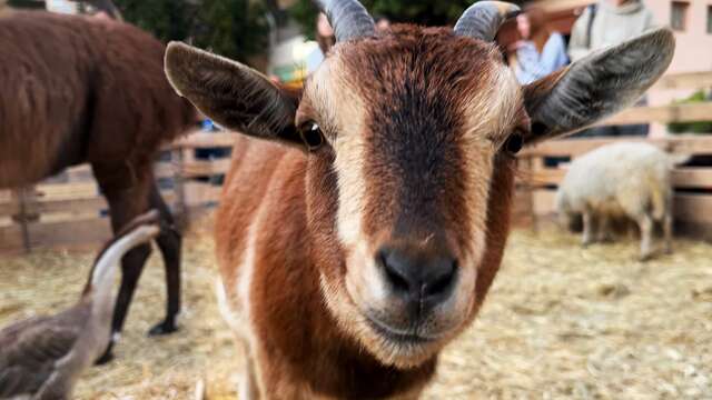 Petite ferme de Noël