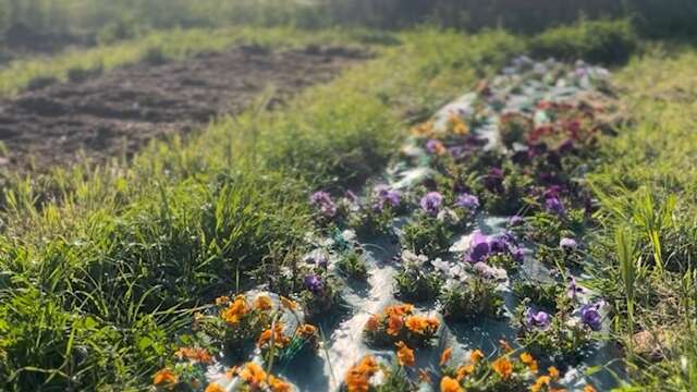 Discover an organic garden of edible flowers and aromatic plants