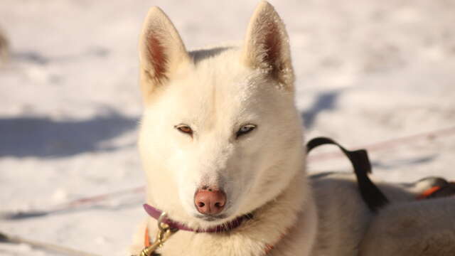 Husky évasion