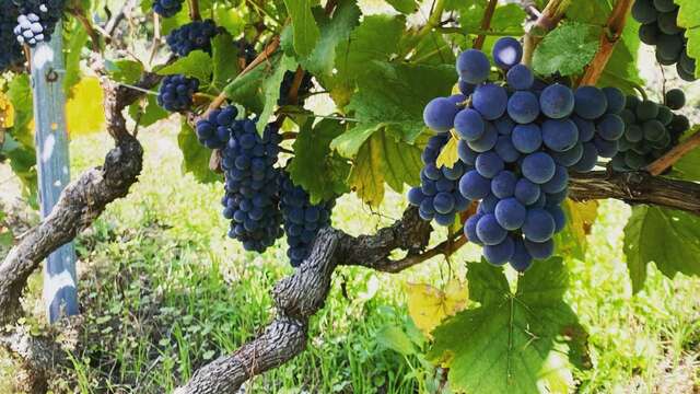 Discovery of the Vallée d'Illiez vineyards and wine tasting