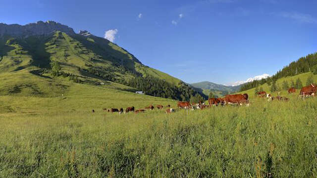 Montée cyclo du Col des Aravis