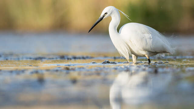 Cycling from Crau to the Vigueirat marshes.