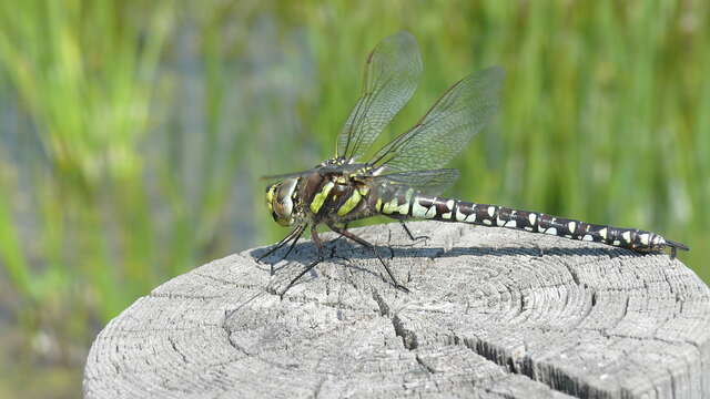 Immersed in an exceptional ecosystem