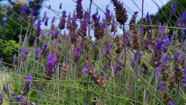 Formation "Découverte de la Phytothérapie"