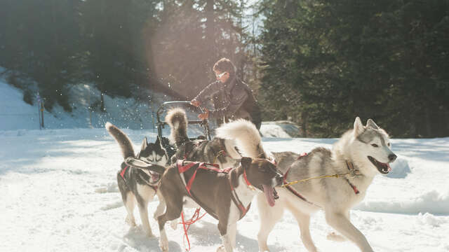 Vorstellung des Berufs des Mushers