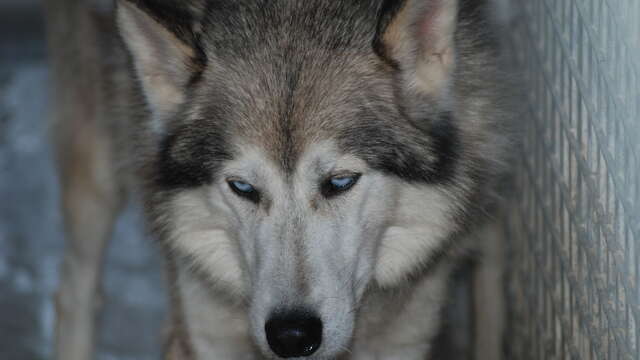 Baptême-découverte de la ferme des chiens de traîneaux et secrets d'hiver et de neige