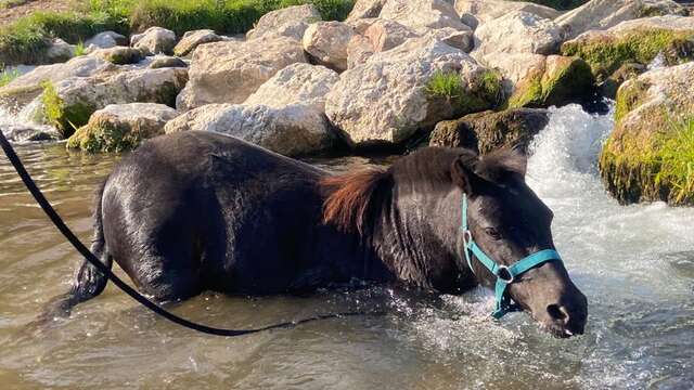 La Petite Cavale d'Erika - Stage poney journée