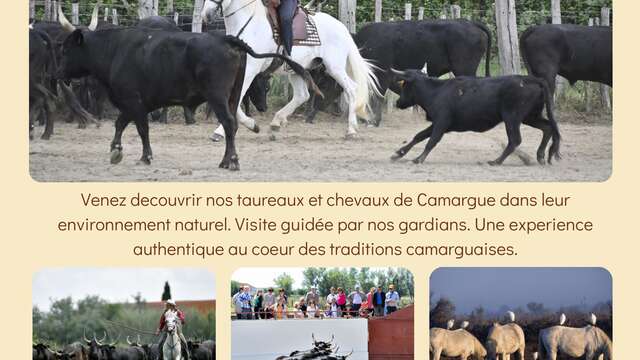 Découverte de la manade Blanc avec tri de bétail