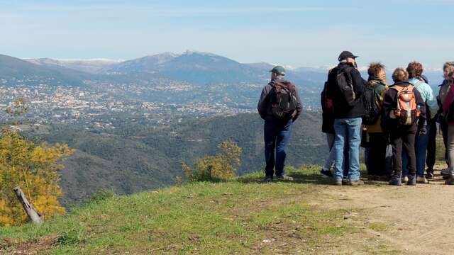 Le Mimosa et le massif du Tanneron- balade guidée par Majorie