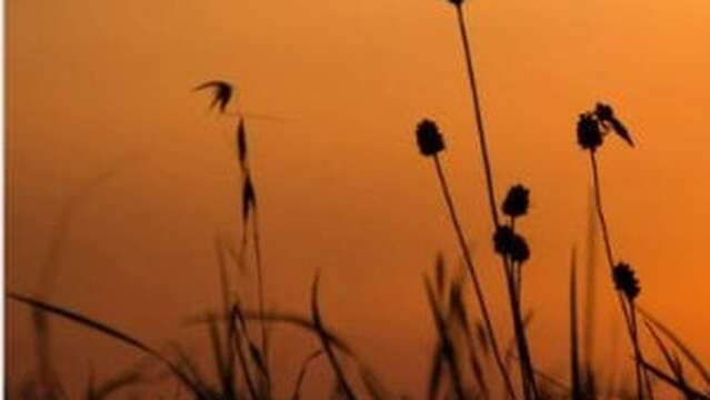 La nuit, tous les sens sont éveillés - Maison du Marais de Lavours