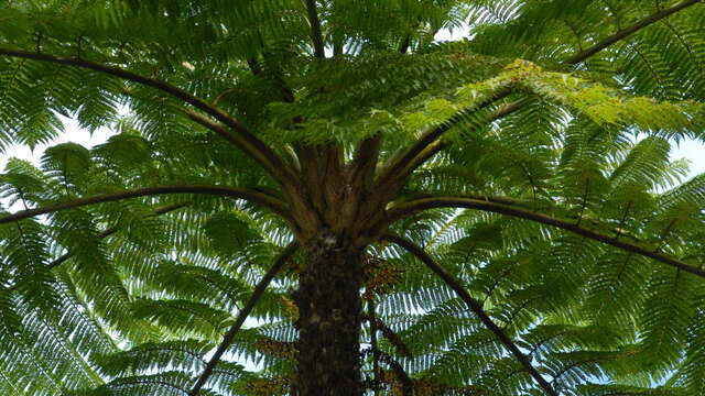 巨大シダの森遊歩道