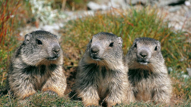 Le Clan des Marmottes : film en refuge