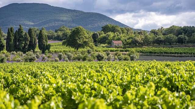 Sur la Route des Caveaux d’Exception