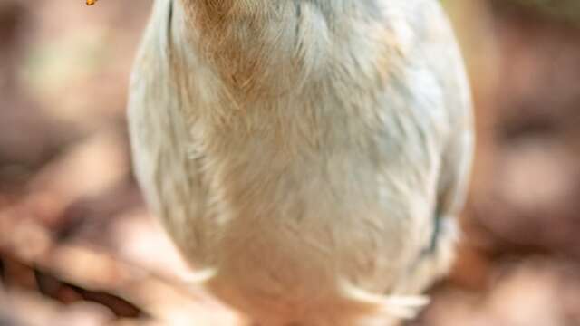 カレドニア・バーズ - 州立動物園・森林公園  (Karedonia Bāzu - Shūritsu Dōbutsuen Shinrin Kōen)
