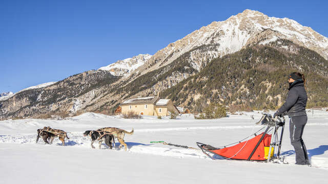 Conduite d'attelage 2 heures - Chiens de Traîneaux en Clarée