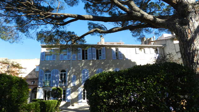 Arbre Remarquable / Le pin parasol de la Maison des Frères