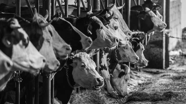 Plagne Farm - cheese dairy