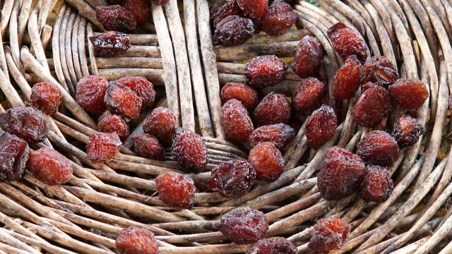 Journées Européennes du Patrimoine : découverte de la Maison des Fruits Anciens et atelier pistoles