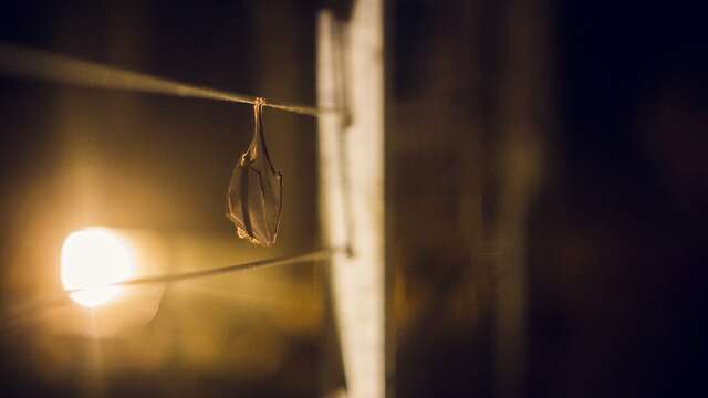 Nuit de la chauve-souris