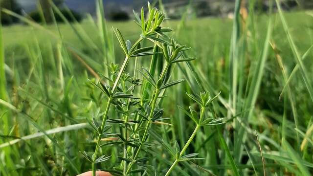 Balade gourmande : Plantes sauvages comestibles et médicinales