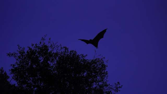 SUR LA PISTE DES CHAUVES-SOURIS