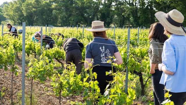 Sentier Vigneron du Château la Croix des Pins