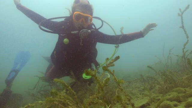 Basics of scuba diving in the lake