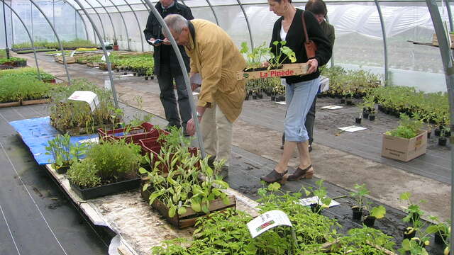 Oasis Schlaraffenland