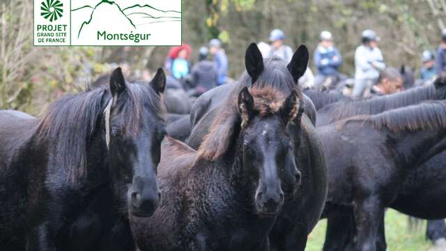 Arrivée des chevaux de Mérens au lac de Montbel
