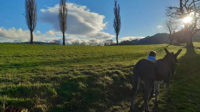 Promenade avec les ânes Marius et Jasmal