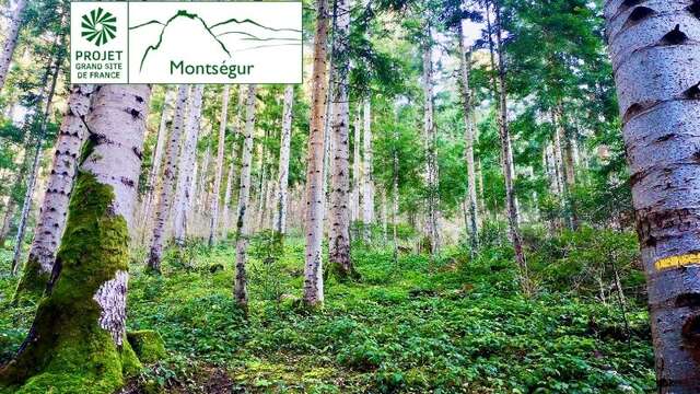 La forêt de Bélesta et la croix de Millet