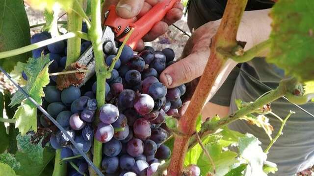 Au cœur de la nature provençale